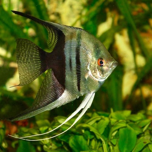 Pt.scalare   Maanvis bicolor M